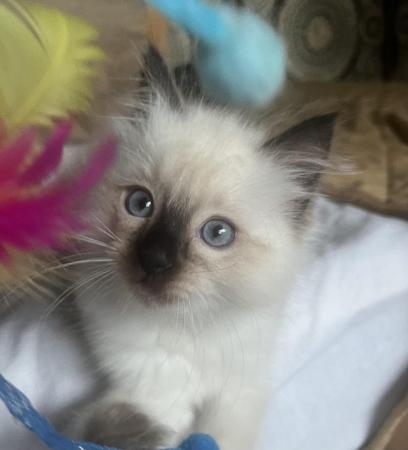 Image 11 of Stunning ragdoll kittens looking for the best homes