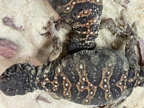 Image 5 of Baby Ocellated Uromastyx for sale