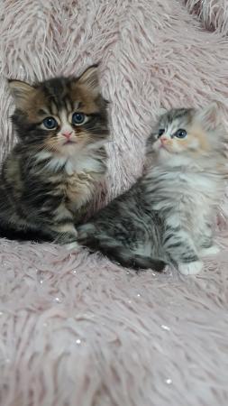Image 9 of Chinchilla Persian x turkish calico kittens 1 girl left