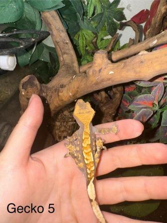 Image 10 of Crested Geckos for sale collection from Chingford.