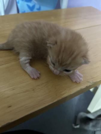 Image 1 of Kittens for sale ready 6th june