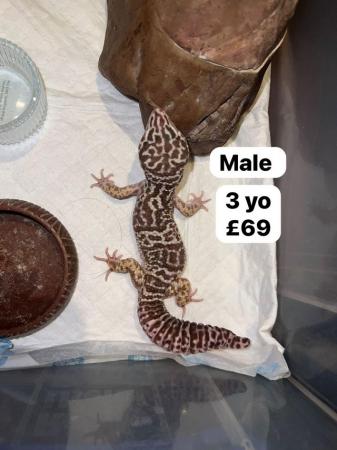 Image 10 of Reduced - leopard geckos for sale