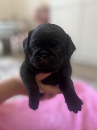 Image 6 of 3 Gorgeous Little Pug Puppies