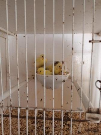 Image 5 of Canaries.  Various ages for sale