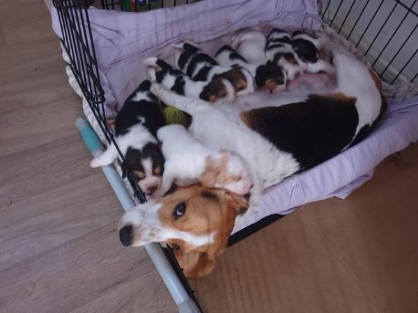 Image 4 of Astonishing Beagle puppies
