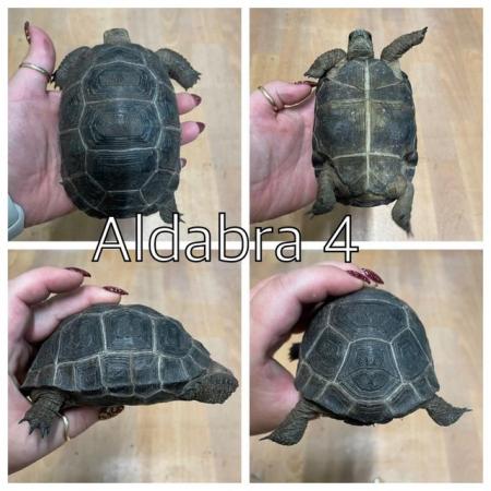 Image 2 of Aldabra tortoises now ready to leave at urban exotics