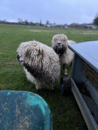 Image 1 of Greyface Dartmoor registered ewes