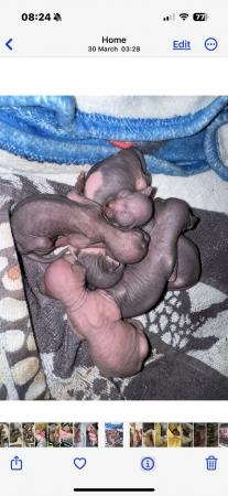 Image 14 of 5 Sphynx kittens for sale, 2 boys, 1 girl left £600 each