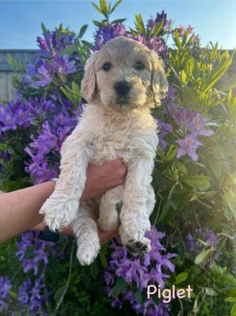 Image 6 of Goldendoodle Puppies for sale