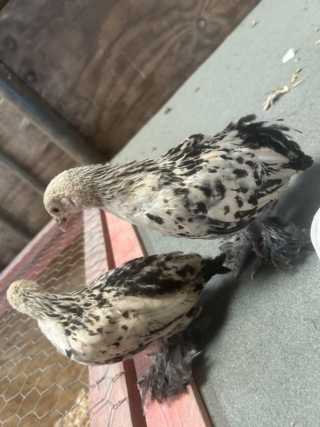 Preview of the first image of 2 booted bantams  5 weeks.