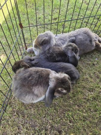 Image 5 of Mini Lop Rabbits fo sale ready to leave now