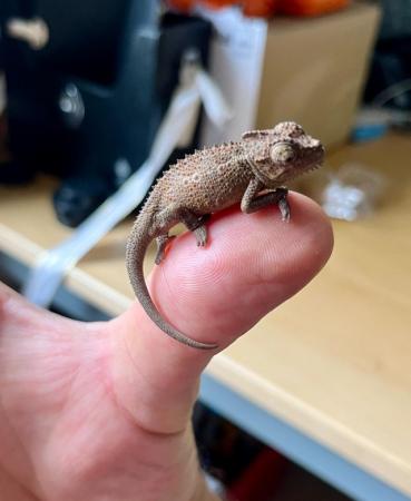 Image 2 of CB young hoehnelii (high casqued) Chameleons for sale