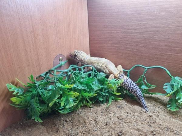 Image 2 of 2 leopard geckos for sale male and female