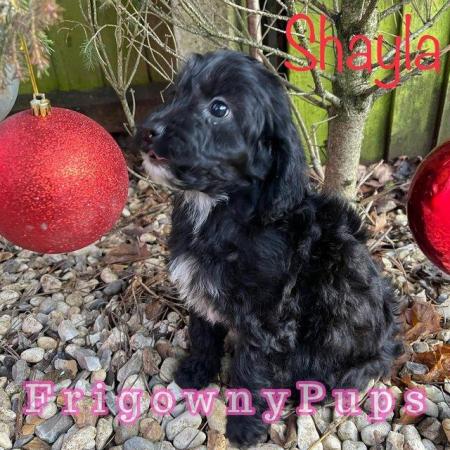 Image 5 of F1 Cockerpoo Puppies from Licensed Breeder
