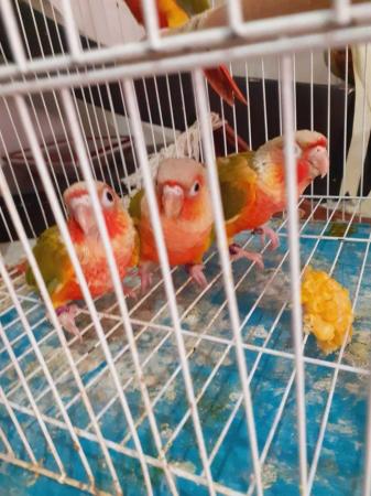 Image 9 of Handreared Tamed lovely Conures