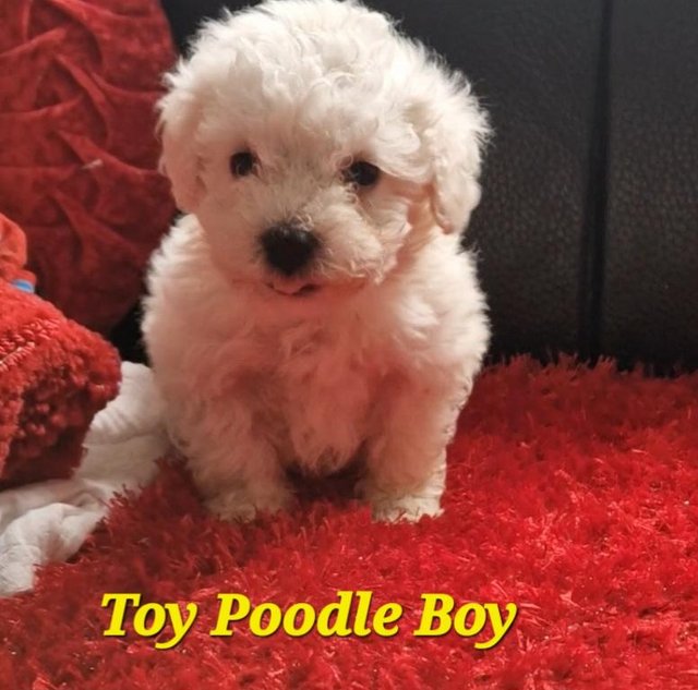 Preview of the first image of Toy Poodle Puppies, 8 weeks old,.