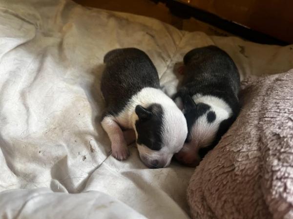 Image 7 of Beautiful Staffordshire Bull Terrier puppies