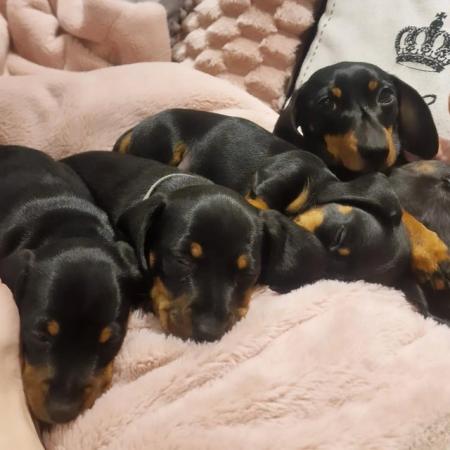 Image 3 of *1 Left*Beautiful Pedigree Puppies KC Registered