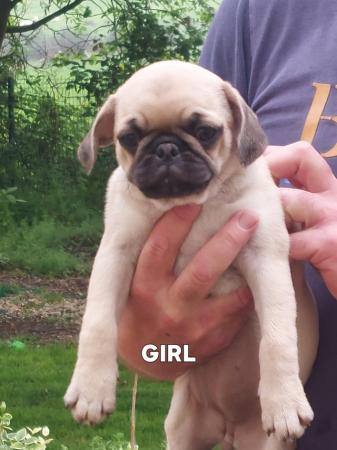 Image 4 of Kc registered Pug puppies