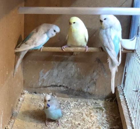 Image 3 of Female budgies looking for good loving homes