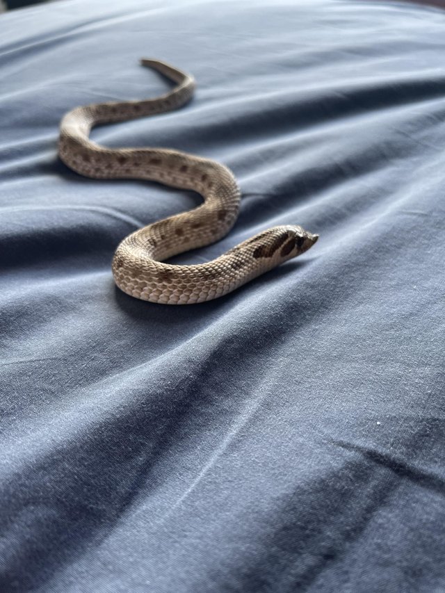 Preview of the first image of Cb19 Male Hognose for sale.