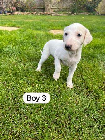 Image 4 of Saluki puppies for sale ( only 1 left)