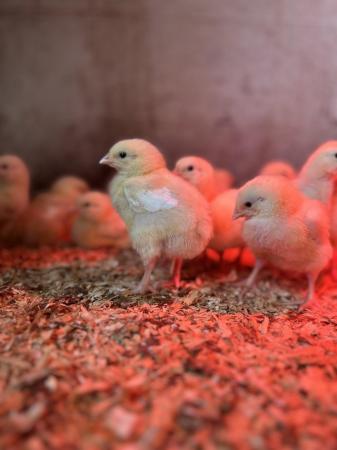 Image 3 of Commercial Broiler Chicks - Only a month left to finish