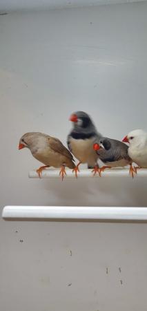 Image 4 of Pairs of Zebra Finches For Sale