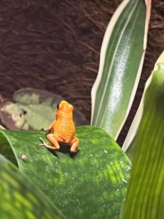 Image 3 of Oophaga pumilio ’solarte’ Male Dart frogs