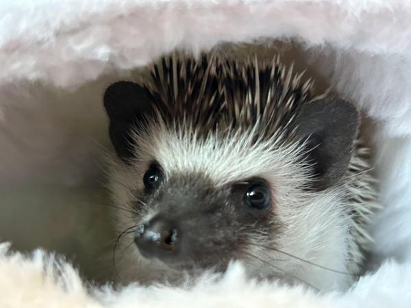 Image 3 of African Pygmy hedgehog for sale