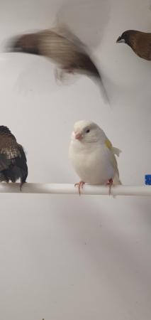 Image 5 of Canaries For Sale at Emerson's Pet Centre