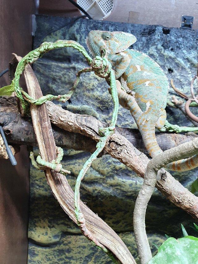 Preview of the first image of Stunning veiled chameleon.
