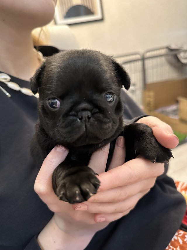 Preloved pugs for sales free