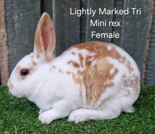 Image 1 of Young Lightly Marked Tri Mini Rex Female
