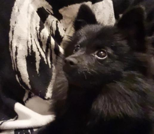 Image 2 of Pomeranian mix pup looking for a new home ASAP