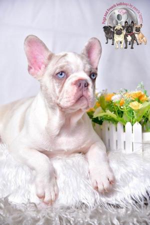 Image 3 of Kc Frenchie pups new shade Isabella carriers