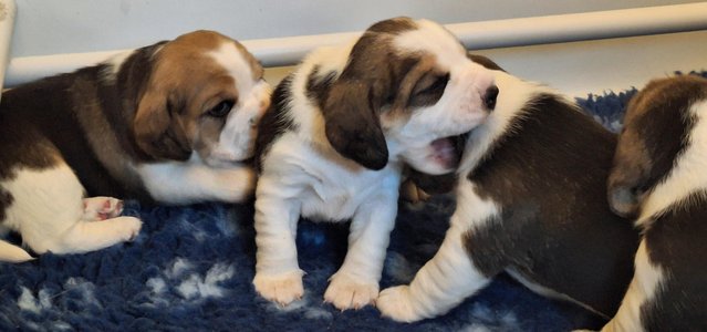 Image 9 of 2 BEAUTIFUL (KC REGISTERED) BEAGLE PUPPIES