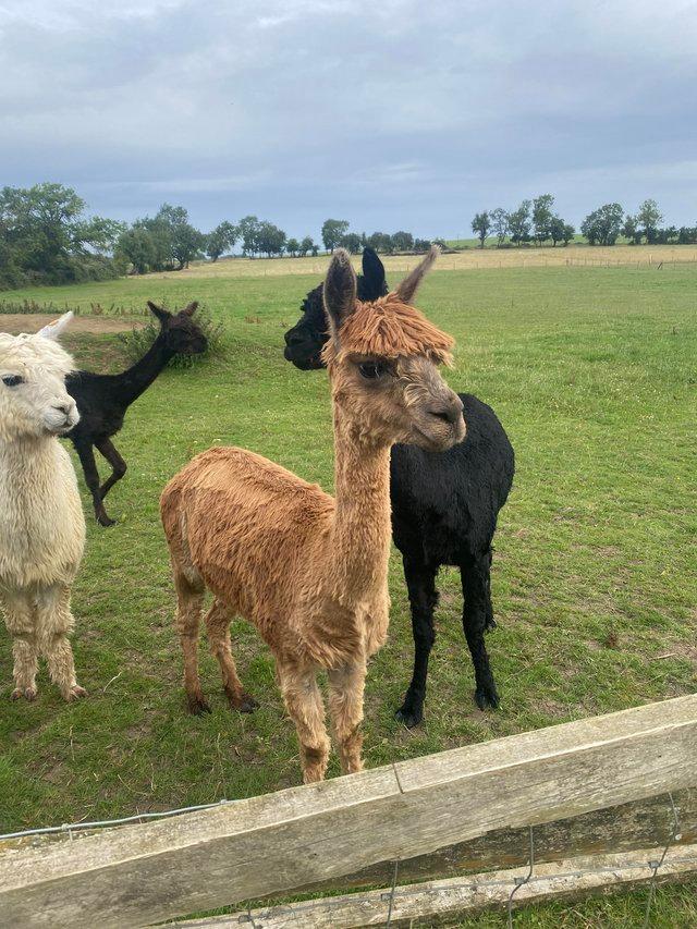 Preview of the first image of Alpacas look for loving new homes.