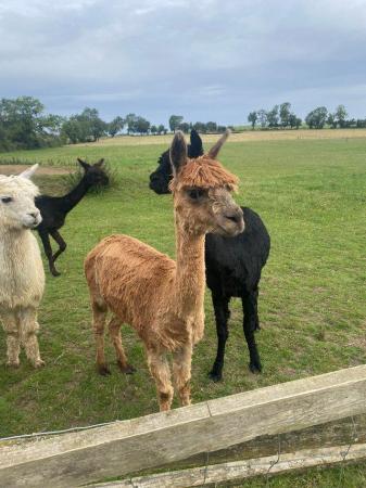 Image 1 of Alpacas look for loving new homes