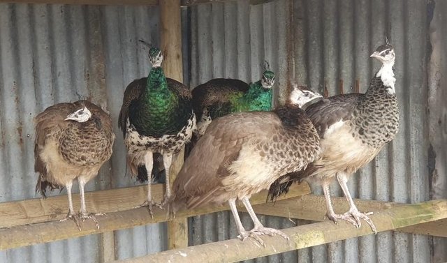 Image 3 of Peacocks, Peafowl, Peahens for sale