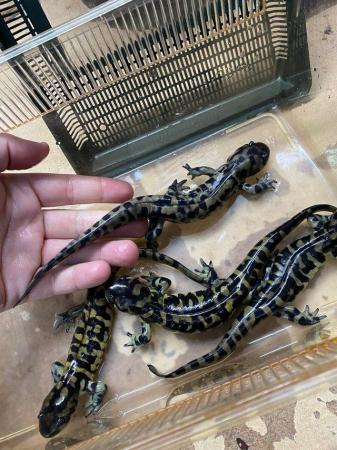 Image 1 of Sub adult Tiger salamanders £60 Each