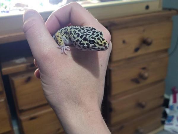 Image 2 of Leopard gecko and the full set up