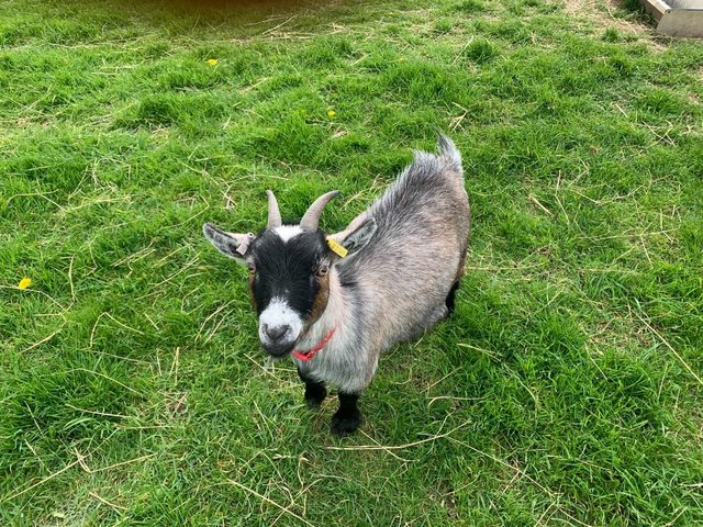 Preview of the first image of Pygmy Goat - PGC Registered.