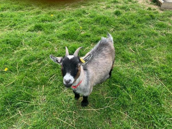 Image 1 of Pygmy Goat - PGC Registered