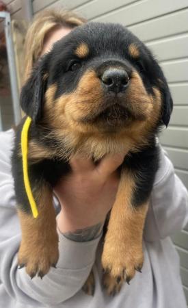 Image 14 of Rottweiler kc registered puppies