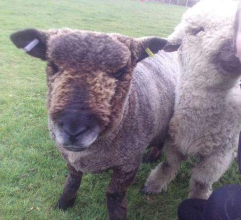 Image 2 of Ryland Ewe & Valais x Ryland Ram Pet Sheep For Sale