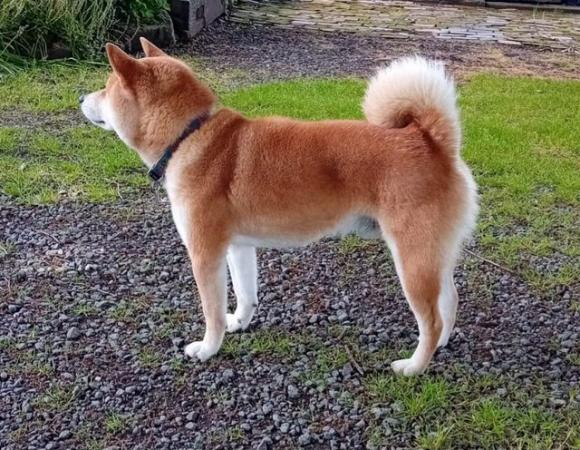 Image 5 of JAPANESE SHIBA INU PUPPY FOR SALE