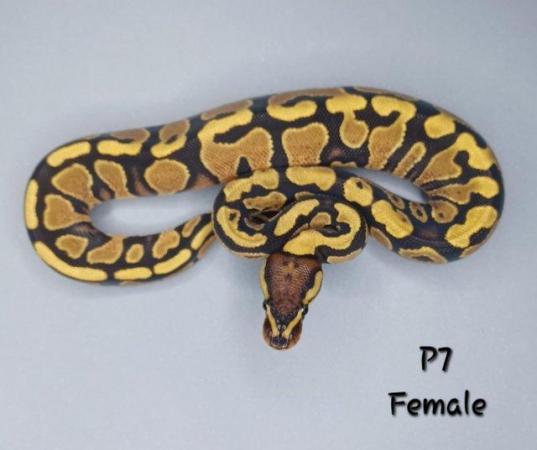 Image 3 of Various Hatchling Ball Python's CB23 - Availability List