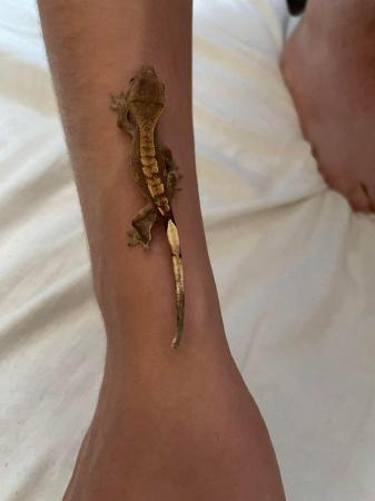 Image 1 of 3 Baby Geckos for sale £20 each