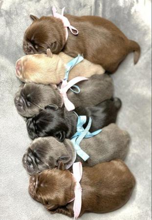 Image 5 of Kc pug puppies ( rare chocolate and blues )